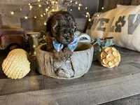 Magnus, a male Maltipoo for sale in San Antonio, TX – 9 of 9