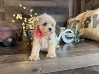 Shine, a female Maltipoo for sale in San Antonio, TX – 5 of 7