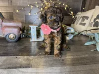 Tiffany , a female Maltipoo for sale in San Antonio, TX – 9 of 9