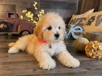 Mia, a female Maltipoo for sale in San Antonio, TX – 5 of 6
