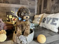 Brownie , a female Maltipoo for sale in San Antonio, TX – 1 of 7