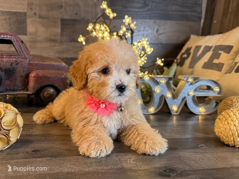 Tiffany  – Maltipoo puppy for sale in San Antonio, TX