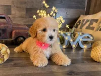Tiffany , a female Maltipoo for sale in San Antonio, TX – 1 of 5