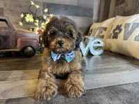 Brownie , a female Maltipoo for sale in San Antonio, TX – 4 of 7