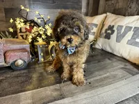 Brownie , a female Maltipoo for sale in San Antonio, TX – 7 of 7