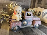 Luna, a female Maltipoo for sale in San Antonio, TX – 4 of 6