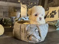 Elsa, a female Maltipoo for sale in San Antonio, TX – 2 of 8