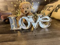 Aurora , a female Maltipoo for sale in San Antonio, TX – Photo 4 of 8