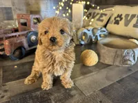 Aurora , a female Maltipoo for sale in San Antonio, TX – Photo 2 of 8