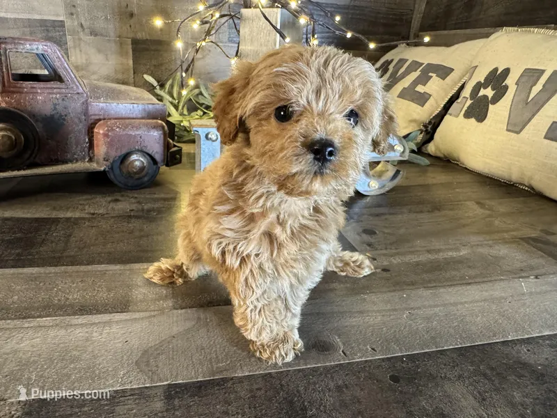 Aurora , a female Maltipoo for sale in San Antonio, TX – Photo 1 of 8