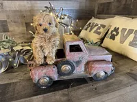 Aurora , a female Maltipoo for sale in San Antonio, TX – Photo 6 of 8