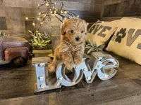 Aurora , a female Maltipoo for sale in San Antonio, TX – Photo 5 of 8