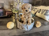 Aurora , a female Maltipoo for sale in San Antonio, TX – Photo 3 of 8