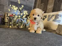Nala, a female Maltipoo for sale in San Antonio, TX – 5 of 7