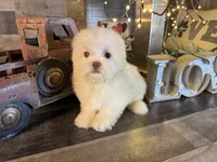 Tiny , a female Maltipoo for sale in San Antonio, TX – 2 of 6