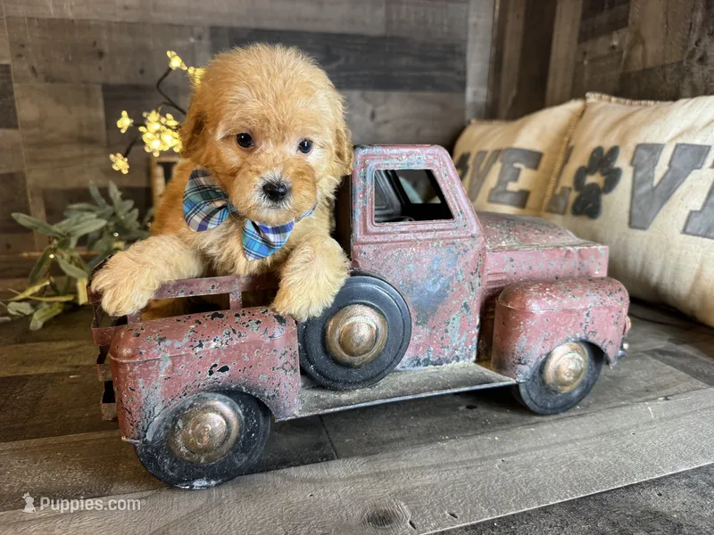 Milo  – Maltipoo puppy for sale in San Antonio, TX