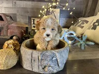 Molly, a female Maltipoo for sale in San Antonio, TX – Photo 6 of 7