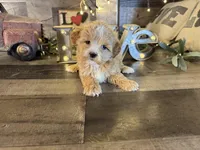 Molly, a female Maltipoo for sale in San Antonio, TX – Photo 5 of 7