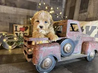 Molly, a female Maltipoo for sale in San Antonio, TX – Photo 4 of 7