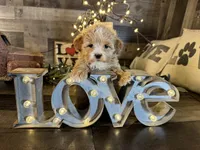 Molly, a female Maltipoo for sale in San Antonio, TX – Photo 2 of 7