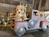 Molly, a female Maltipoo for sale in San Antonio, TX – Photo 7 of 7