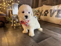 Olaf, a male Maltipoo for sale in San Antonio, TX – 4 of 6