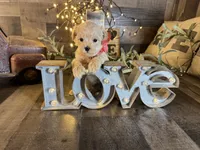 Ruby, a female Maltipoo for sale in San Antonio, TX – 2 of 6