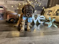Magnus, a male Maltipoo for sale in San Antonio, TX – 4 of 9