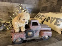 Bambi , a female Maltipoo for sale in San Antonio, TX – Photo 3 of 5