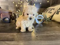 Bambi , a female Maltipoo for sale in San Antonio, TX – Photo 2 of 5