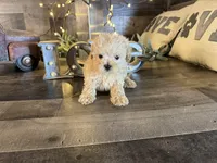 Bambi , a female Maltipoo for sale in San Antonio, TX – Photo 5 of 5