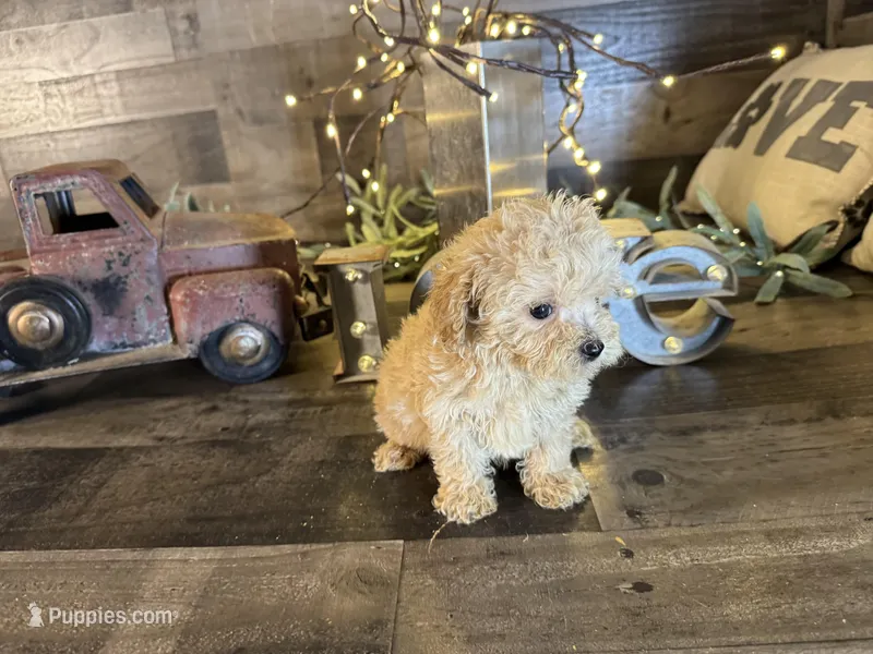 Bambi , a female Maltipoo for sale in San Antonio, TX – Photo 1 of 5