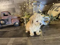 Bambi , a female Maltipoo for sale in San Antonio, TX – Photo 1 of 5