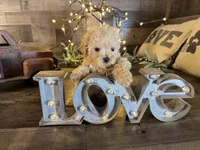 Bambi , a female Maltipoo for sale in San Antonio, TX – Photo 4 of 5