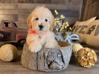 Mia, a female Maltipoo for sale in San Antonio, TX – 6 of 6