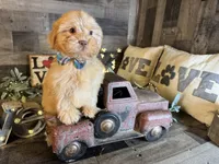 Teddy , a male Maltipoo for sale in San Antonio, TX – 3 of 5