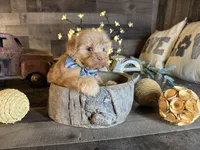 Teddy, a male Maltipoo for sale in San Antonio, TX – 8 of 8