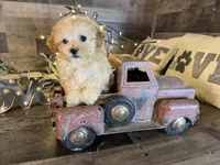 Sassy , a female Maltipoo for sale in San Antonio, TX – Photo 5 of 6