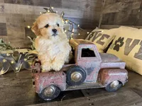 Sassy , a female Maltipoo for sale in San Antonio, TX – Photo 3 of 6