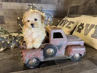 Sassy , a female Maltipoo for sale in San Antonio, TX – Photo 6 of 6