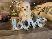 Sassy , a female Maltipoo for sale in San Antonio, TX – Photo 1 of 6
