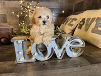 Sassy , a female Maltipoo for sale in San Antonio, TX – Photo 2 of 6