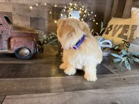 Daisy , a female Maltipoo for sale in San Antonio, TX – 2 of 5