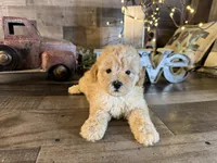 Teddy, a male Maltipoo for sale in San Antonio, TX – 4 of 8