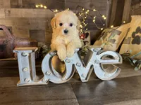 Tiny, a female Maltipoo for sale in San Antonio, TX – 4 of 6