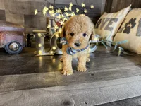 Simba, a male Maltipoo for sale in San Antonio, TX – 4 of 6
