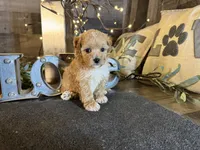 Nala , a female Maltipoo for sale in San Antonio, TX – 8 of 8