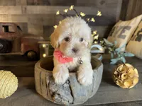Luna, a female Maltipoo for sale in San Antonio, TX – 2 of 5