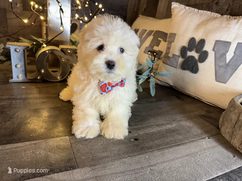 Bambi – Maltipoo puppy for sale in San Antonio, TX