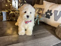 Bambi, a female Maltipoo for sale in San Antonio, TX – 1 of 6